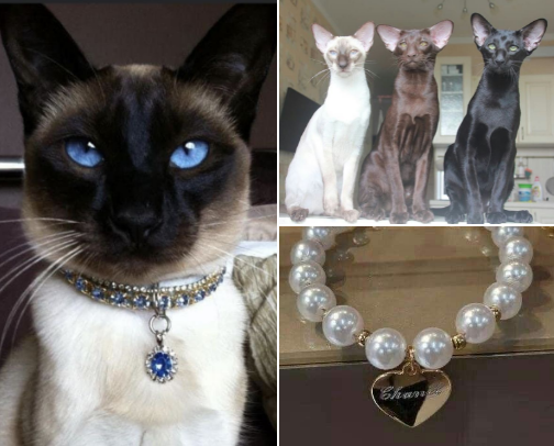 For all your classy feline needs cover photo collage