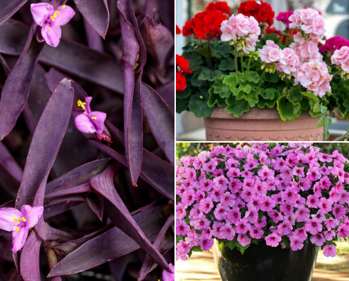 Annual Plants cover photo collage