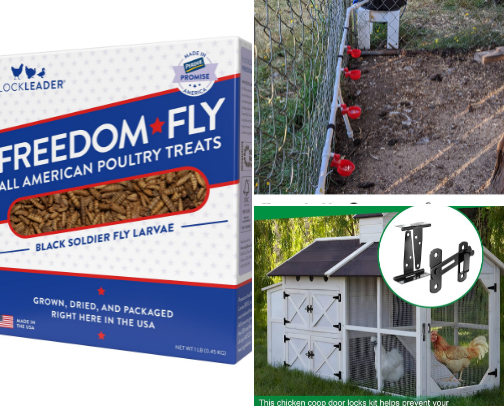 Backyard Chicken Essentials cover photo collage