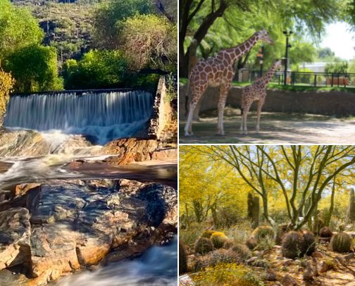 Tucson's Top Attractions: Iconic Sights, Hidden Gems, and Local Favorites cover photo collage