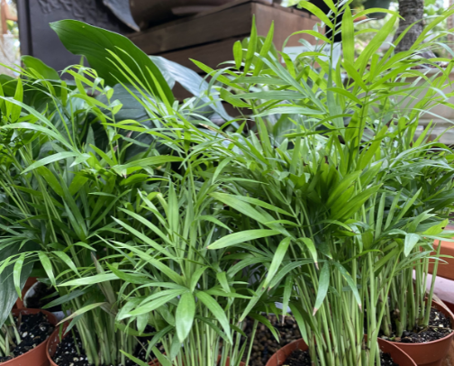 Plants for the Person Who Forgets Watering Week in a Room That Resets Quickly cover photo collage