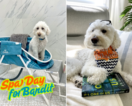 Dog Products for our Doodle, Bandit, that you are going to Love! cover photo collage