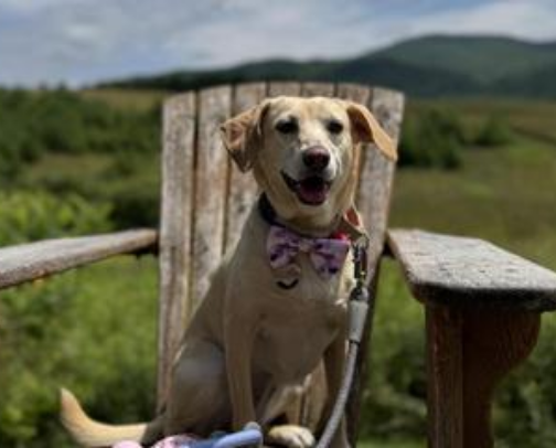 Your Dog Is Tired of the Same Backyard — Best Dog Parks in North Florida cover photo collage