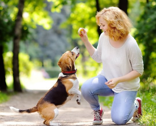 Dogs in Action: Outdoor, Backyard, and Near-Home Fun cover photo collage
