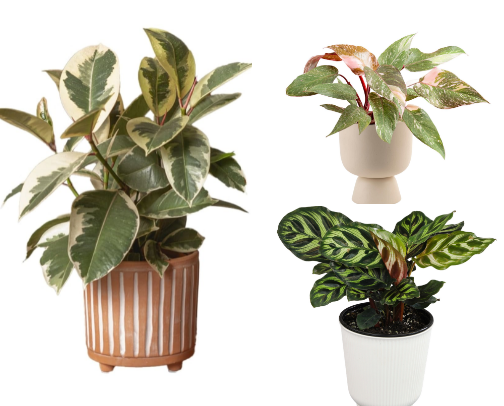 Easy Plants I Love cover photo collage