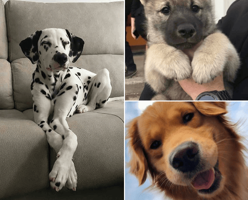 for dog lovers🐶🤎 cover photo collage