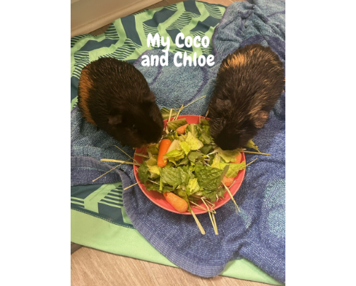 Guinea Pig Care Essentials cover photo collage