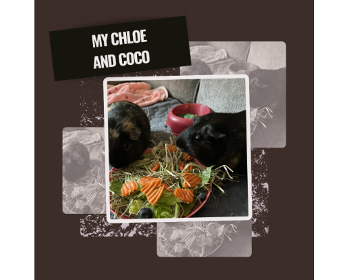 Guinea Pig Care Essentials cover photo collage