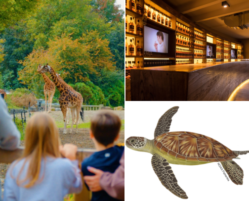 Hotel inspiration for a relaxed getaway, Dublin, Ireland: Whiskey, Walks, Museums and Lovely Stays cover photo collage