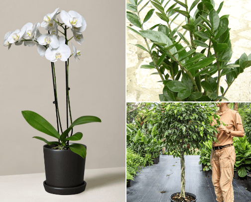 Flowers for home  cover photo collage