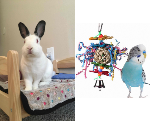 Pet supplies I trust as a bunny & budgie mom cover photo collage