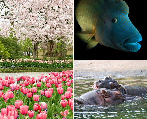 What to do in DFW cover photo collage