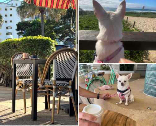 Sunny’s Fave Pet Friendly Cafes on the Sunshine Coast, Queensland, Australia cover photo collage