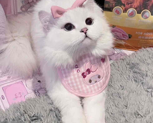 Kitty Goodies 🎀💝🐱 cover photo collage