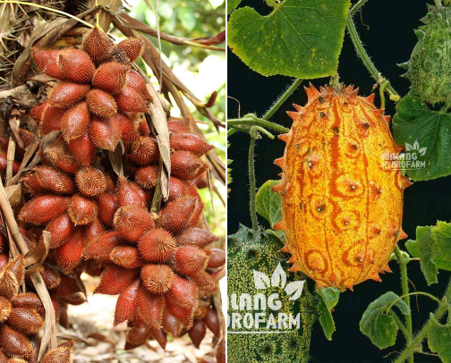 The World’s Weirdest Fruits that appear poisonous, but are actually delicious and edible. cover photo collage