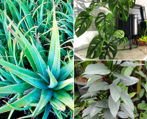 Favorite Plants cover photo collage