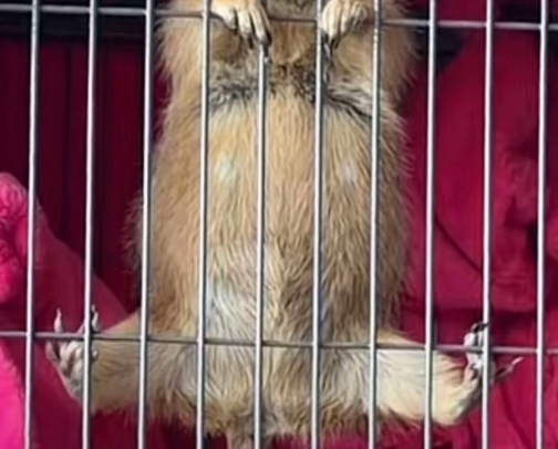 Non-negotiable for my 3 year old prairie dog! cover photo collage