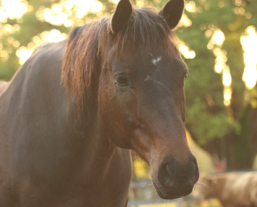 🏇Eventing Essentials: From Stable to Start Box⛳️ cover photo collage