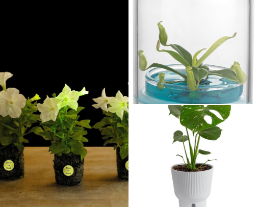 Live plants, a great way to liven up your living space cover photo collage