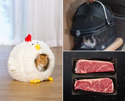 Everything cat 😺😺 cover photo collage