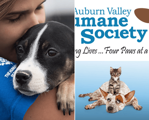 For The LOVE OF PETS🐕🐈 cover photo collage