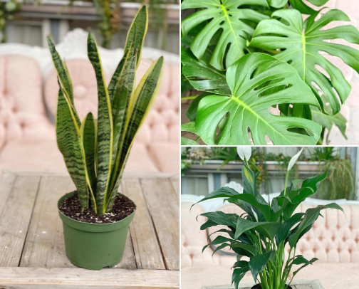 House plants that benefit our health cover photo collage