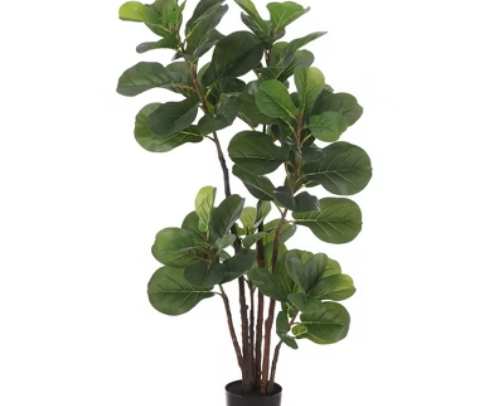 Fiddle leaf fig plant artificial cover photo collage