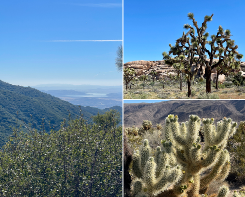 Palm Springs, CA cover photo collage