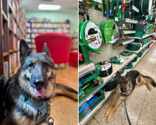 Dog-friendly shops in Des Moines (beyond just pet stores) cover photo collage