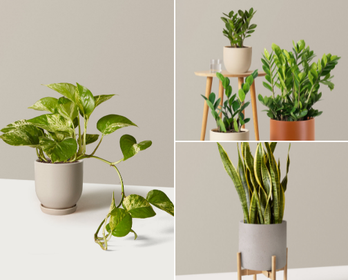 Low-light plants for your work office! cover photo collage