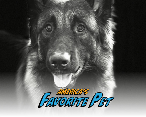 Vote for Watson: America’s Favorite Pet. cover photo collage
