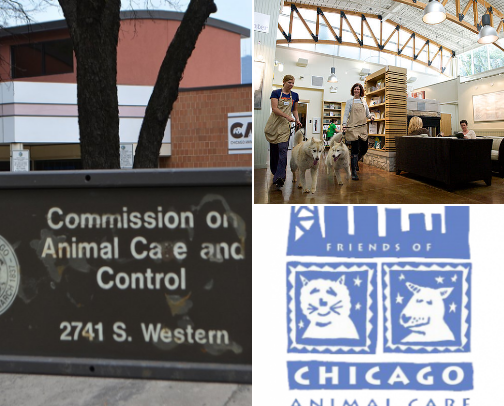 Adoption & Rescue Centers cover photo collage