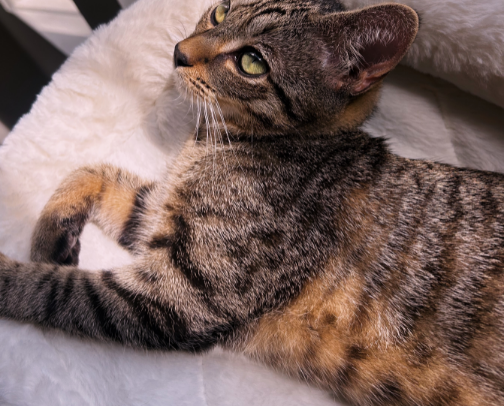 CAT MUST HAVES cover photo collage