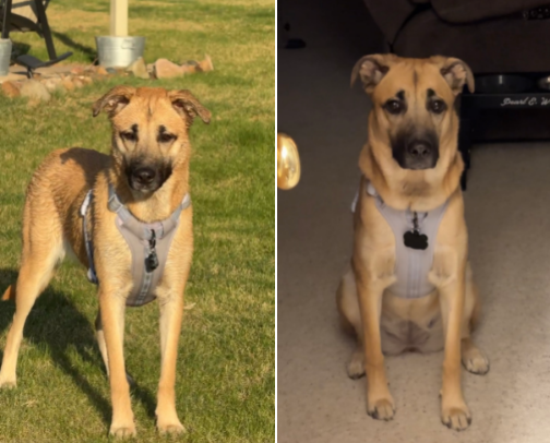 Just a dog mom doing some retail therapy(for both of us)🐾🛍️ cover photo collage