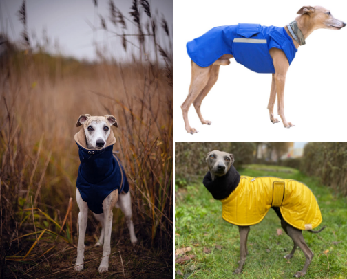 Our Dear Sighthounds! cover photo collage