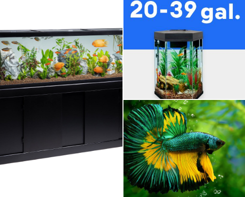 Our Family Aquarium Setup – Clean, Calm & Chemical-Free 🐠💙 cover photo collage