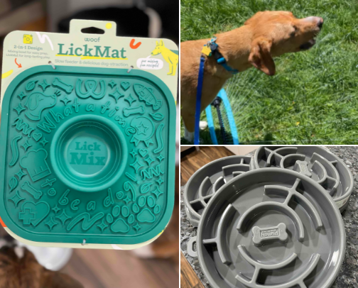 Ideas to Keep Your Dog From Getting Bored cover photo collage