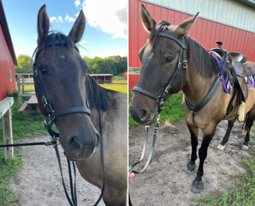 Western Tack cover photo collage