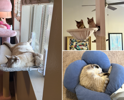 Cat Favorites cover photo collage