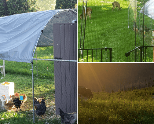 Homesteading Needs cover photo collage