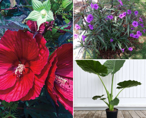 Perennial Plants That Dazzle You With Their Beauty cover photo collage