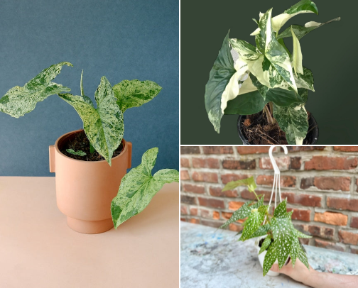 Pretty Little Plants cover photo collage