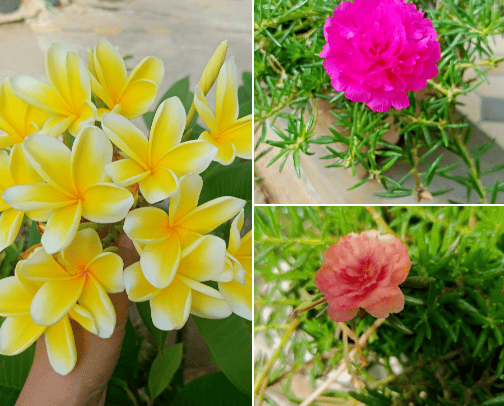 koleksi bunga cover photo collage