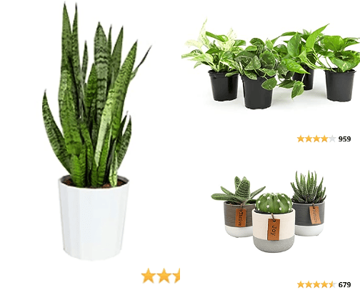 Indoor Plants and supplies for Apartment Living 🪴 cover photo collage