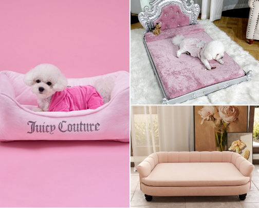 Accessories for Pampered Pets: make your pet feel like royalty 👑 cover photo collage