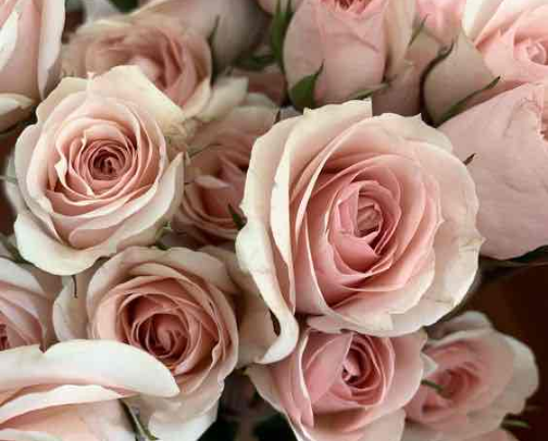 Rose Scented Body Care ✨ cover photo collage