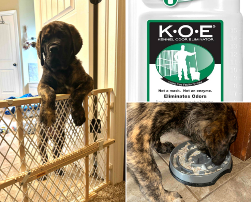 🏠 Giant Puppy Essentials for Life at Home cover photo collage