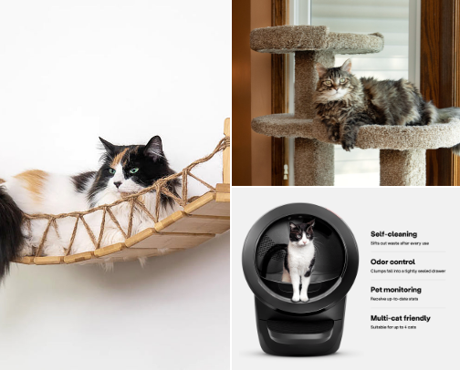 Must-haves for Maine Coon Cats - Kitten-Senior cover photo collage
