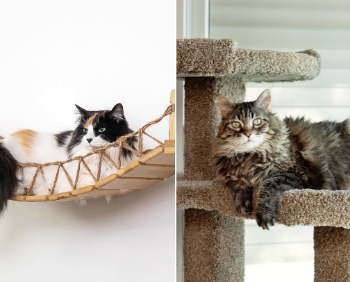 Must-haves for Maine Coon Cats - Kitten-Senior cover photo collage