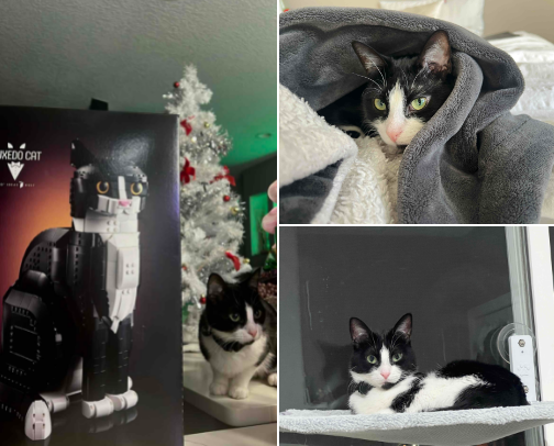 Pet Products to Spoil Your Fur Baby cover photo collage